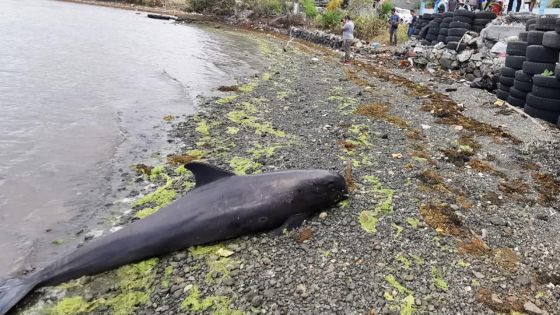Sud-Est : 42 dauphins morts selon un bilan à ce lundi matin