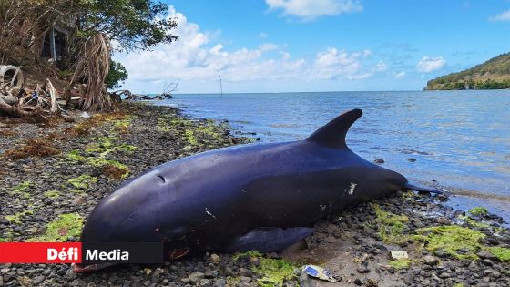 Sud-Est : sept autres dauphins morts retrouvés ce vendredi