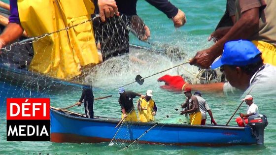 Rodrigues : la pêche à la senne ouverte