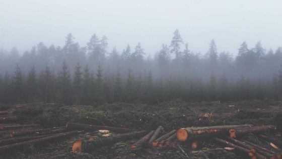 COP26 : les dirigeants s'engagent contre la déforestation