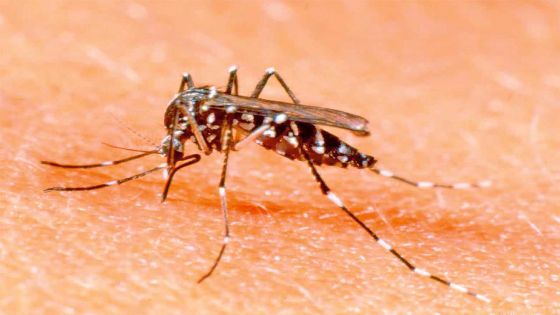 Dengue : deux nouveaux cas recensés après un voyage à La Réunion