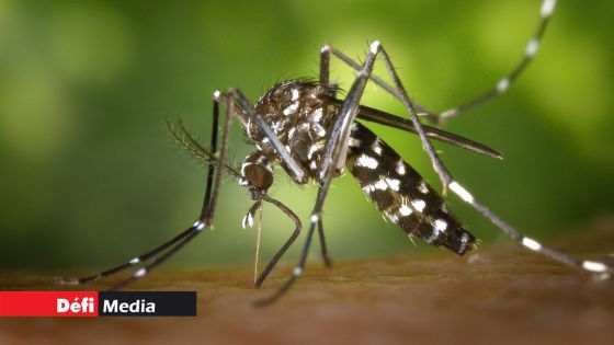 Dengue : 520 cas actifs à Maurice