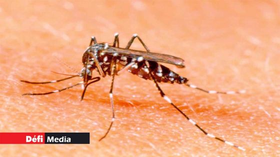 Épidémie - Dengue : le nombre de cas actifs en baisse