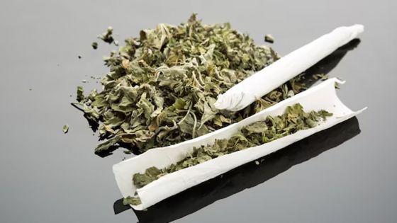 En milieu scolaire : deux collégiens arrêtés pour possession de cannabis 