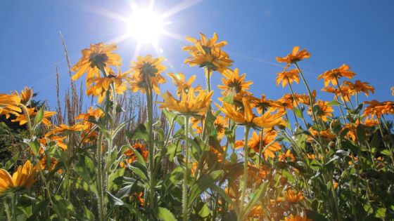 Prévisions météo : un dimanche ensoleillé !