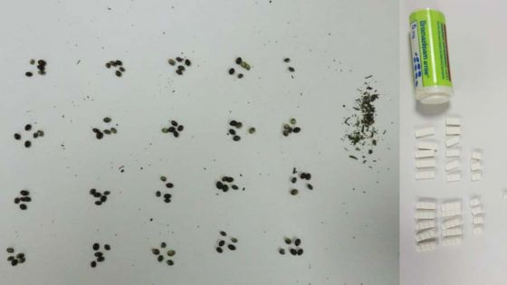 Plaisance : des semences de cannabis et des psychotropes découverts sur un Mahorais