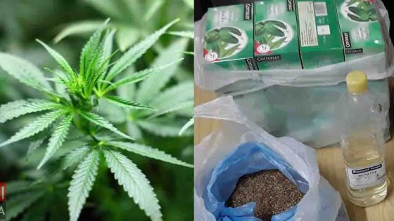 Drogue synthétique vs cannabis : les recommandations de la Commission d'enquête 