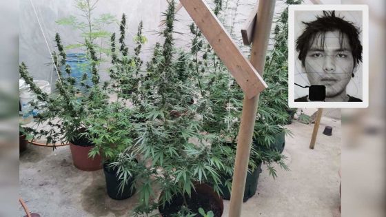 Petite-Rivière-Noire : 23 plants de cannabis d’une valeur de Rs 2,3 millions saisis