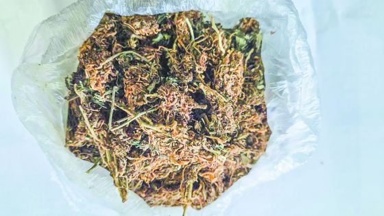 Opération antidrogue : Du cannabis valant un demi-million de roupies saisi à Cité Richelieu