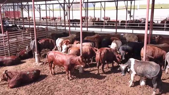 Eid-ul-Adha 2022 : bras de fer sur le prix du bétail entre les autorités et l’importateur