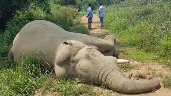 En Thaïlande, avis de recherche contre un électrocuteur d'éléphants