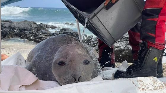 La Réunion : blessée par des hameçons, une éléphante de mer secourue 