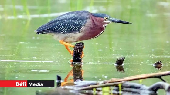 Fuite de fioul dans l'estuaire de Terre-Rouge : 31,5 mètres cubes d'huile et d'eau pompés jusqu'à présent