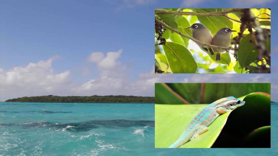 Défi Deal : une pause verte sur l’île-aux-Aigrettes 