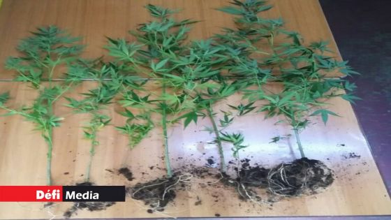 Mare-d’Australia : 92 plants de cannabis déracinés dans une chasse