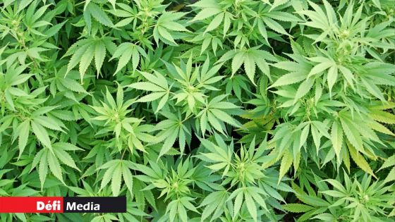 Britannia : des plants de cannabis valant Rs 2 millions découverts 