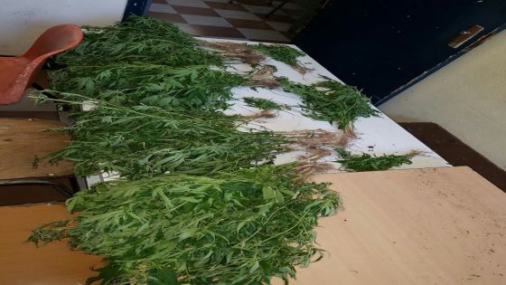 587 plants de cannabis découverts sur le flanc de la montagne Sénèque  