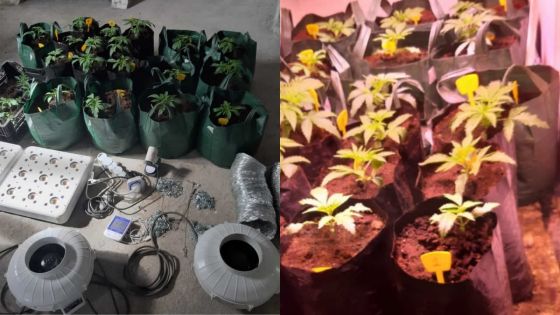 28 plants de gandia hybride découverts dans un lieu de culte à New Grove