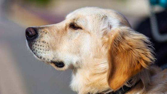 Blanchiment d'argent : après l'opération «rass ledan», l'Icac s'intéresse aux chiens de race 