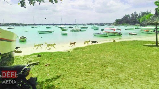 Noyade d’une touriste allemande à Grand-Baie : un maître-plongeur et un skipper inculpés