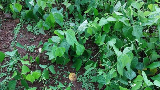 Batsirai : les champs de légumes dans l’Est et le Sud les plus affectés