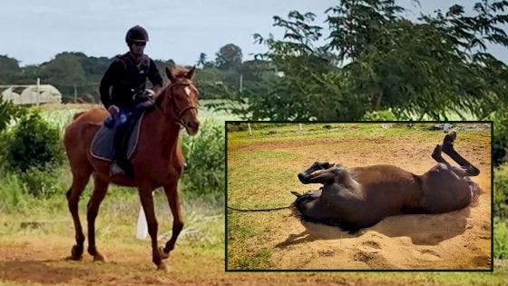 La vie douce des anciens héros des courses