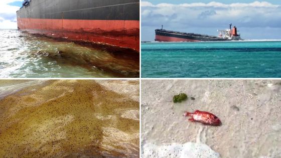 Du carburant s'échappe du Wakashio : des poissons morts découverts sur la plage de Pointe-d'Esny