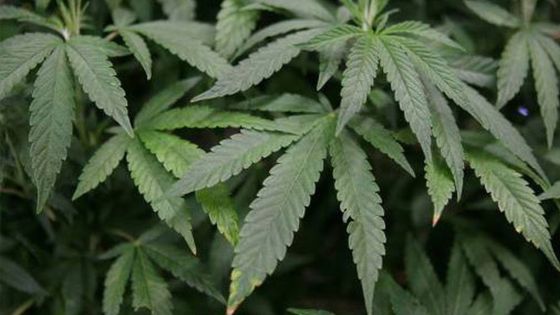 4 Minutes aux 4 Coins du Monde : cannabis, le Luxembourg veut légaliser sa production et sa consommation