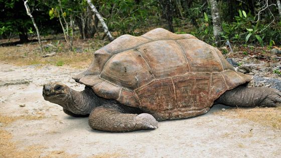 L’île-aux-Aigrettes rouvre, mais dans des conditions strictes