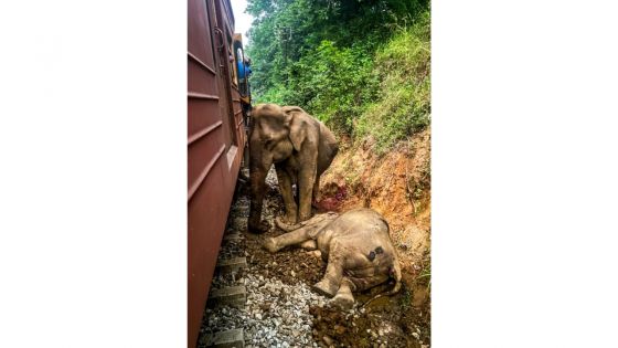 Un train déraille au Sri Lanka après une collision avec des éléphants