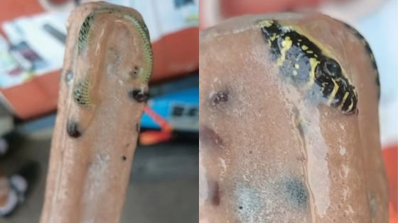 Thaïlande : Un homme découvre un serpent congelé dans une glace