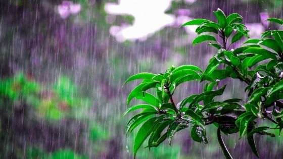 Avertissement de pluies torrentielles : 135,6 mm enregistrés à Grand-Bassin