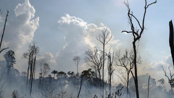 Record d'assassinats de défenseurs de la nature en 2020 