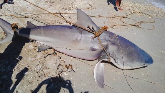 Bain-des-Dames : un requin bouledogue de 220 kilos capturé