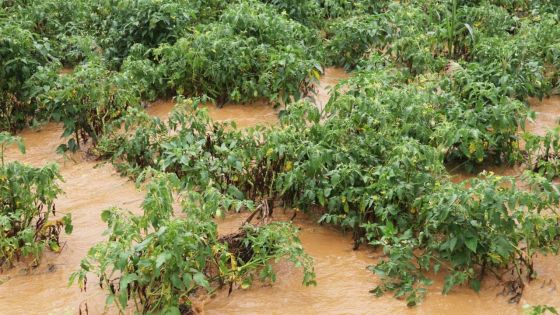 Plusieurs plantations ont été envahies par les eaux ce mercredi
