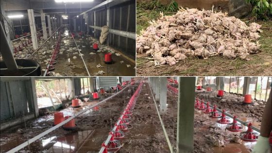 Poulailler inondé à Chamouny : le service vétérinaire de l’Agro-industrie dresse un constat