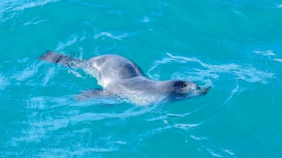 À Trou-d’Eau-Douce : un bébé phoque aperçu dans les eaux 