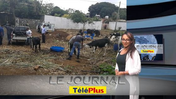 Le JT – « Un réseau de voleurs de bétail démantelé à Grand-Gaube… »