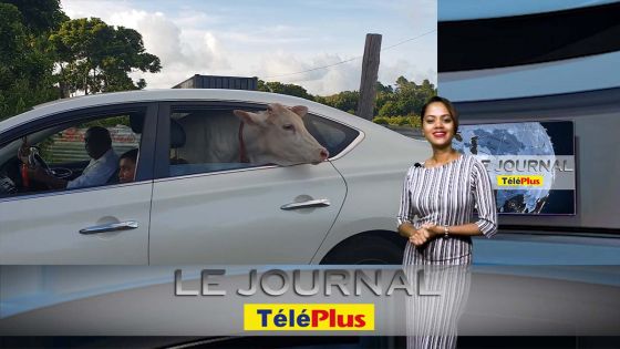 Le JT – Le mystère de « la petite vache dans une voiture » résolu