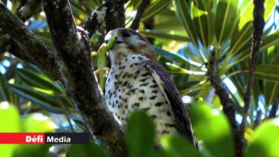 La Crécerelle devient officiellement l’oiseau de Maurice