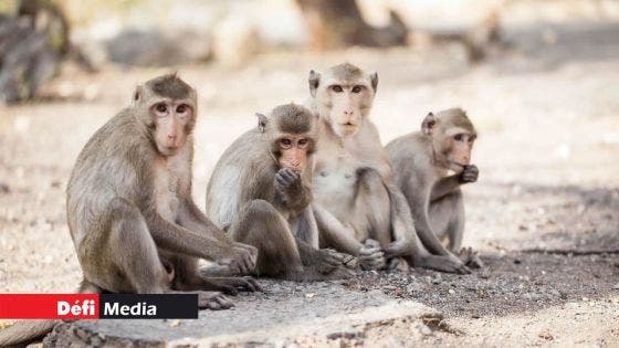 Recherche scientifique : rs 500 millions à une entreprise mauricienne pour 500 macaques