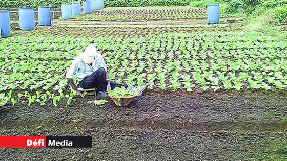 Hausse des prix de certains légumes