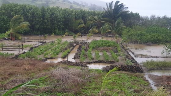Petit-Sable : des plantations de légumes sous les eaux