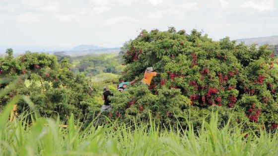 Île de La Réunion : «Des ouvriers mauriciens utilisés comme esclaves modernes»