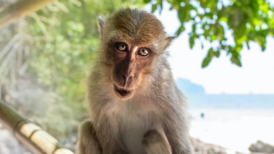 Ferme illégale : l’exportation de singes génère des profits de Rs 1 milliard par an