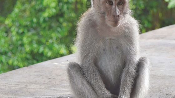 Élevage controversé : le GM promet un « phasing-out » de l’exportation de singes