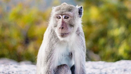 La polémique enfle autour du projet de ferme d’élevage de singes à Le Val