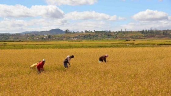 Coopération Chine/Afrique : Comment la technologie agricole chinoise est devenue un code de bonne récolte pour l'Afrique