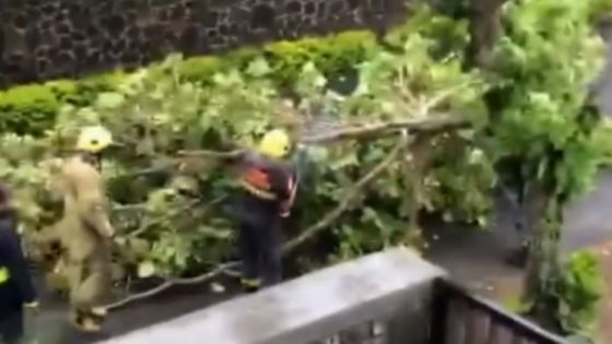 Cyclone Freddy classe 3 : Péreybère : un arbre plie sous les rafales