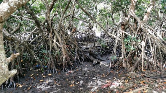 Wakashio : les mangroves à Rivière-des-Créoles toujours souillées d’huile